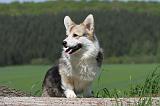 CORGI PEMBROKE 638